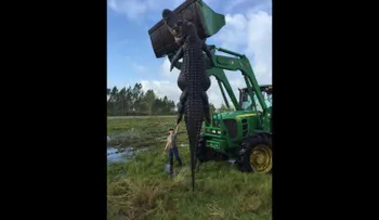 Cazan un cocodrilo gigante en Florida