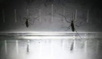 Panamá teme que surgirá brote explosivo de chikunguña pero no sabe cuándo