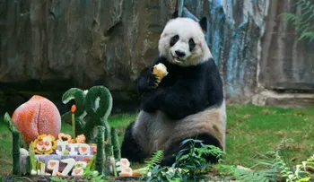 Muere la panda más longeva del mundo en Hong Kong