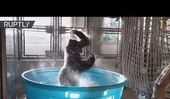 Un gorila y su impresionante baile viral en la Red