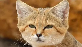 La extraña raza de gatos que nadie puede domesticar