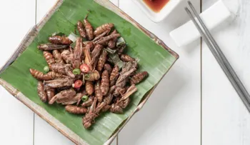 Ingerir saltamontes o gusanos tiene el mismo valor nutritivo que el zumo de naranja o aceite de oliva 