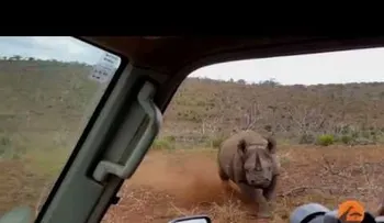 ¡Dije que no quiero fotos! Un furioso rinoceronte ataca a turistas