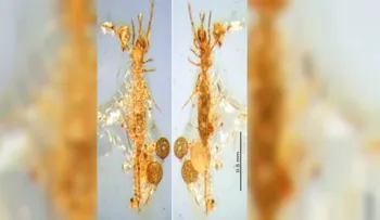 Descubren diminuto escorpión atrapado en ámbar hace 100 millones de años