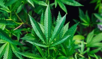 Enfermos crónicos en Perú reclaman legalizar autocultivo de cannabis