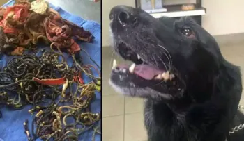 Hallan ocho calzoncillos dentro de perro durante cirugía 