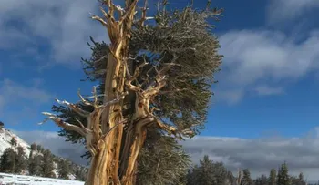 Los animales y plantas que pueden vivir eternamente