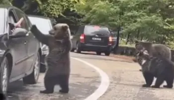 Oso saluda un conductor al pasar al lado de su auto y el gesto de hace viral