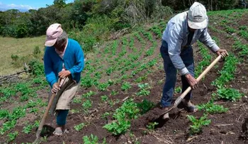 La pandemia empeorará la calidad de la alimentación mundial, según FAO y OCDE