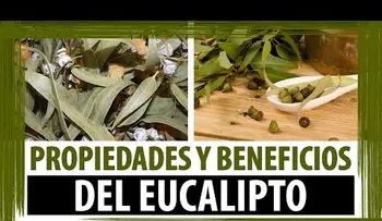Conoce el Eucalipto; propiedades y beneficios (VIDEO) 