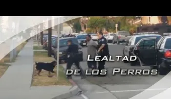 Un conmovedor vídeo muestra hasta donde puede llegar la lealtad de los perros