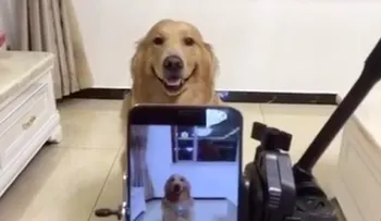 La nueva estrella de internet: el perro que sonríe a la cámara (VIDEO)