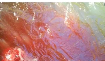 La sangre no llegará al río: Una expresión para aliviar conflictos