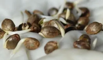 El cáñamo: una de las plantas más beneficiosas para el ser humano.