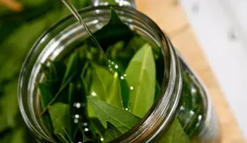 Efectivos remedios para mejorar su salud respiratoria con laurel (Laurus nobilis L.) 