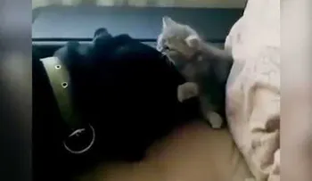 El video encantador de un gatito que desafía un perro rottwiler en defensa de su espacio