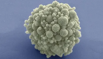 Científicos crean un microbio con la menor cantidad de genes y explican por qué es importante