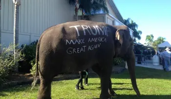 Usan una elefanta para mostrar apoyo a Donald Trump en Florida
