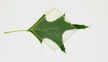Las increíbles posibilidades de la madera "invisible"