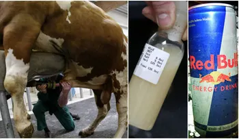 ¿Seguro no sabías que las bebidas energizantes se hacen con SEMEN Y ORINA DE TORO?