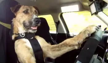 Video: Porter, el perro que maneja un carro, y lo hace muy bien!