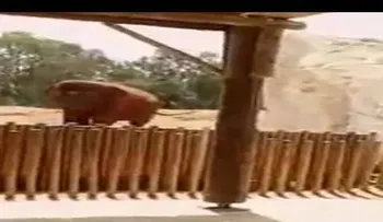 FUERTES IMÁGENES: Un elefante mata a una niña de 7 años  (VIDEO)