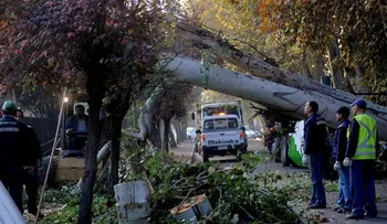 Cae árbol sobre dos casas en Santiago