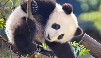  Temen por la vida del primer panda del mundo operado del estómago 