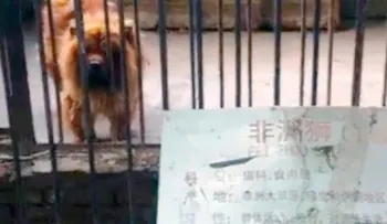 Zoológico chino disfrazaba perros y ratas de leones y reptiles