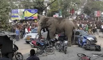 Desafortunado en el amor, elefante golpea 15 autos en China