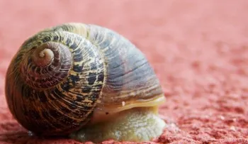 ¿Sabías que un caracol puede dormir por tres años y una siesta regular es de una semana?