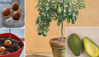 Deja de comprar aguacates. Te explicamos como cultivarlos en tu casa!
