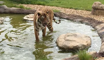 Tigre mata a su cuidadora en Reino Unido