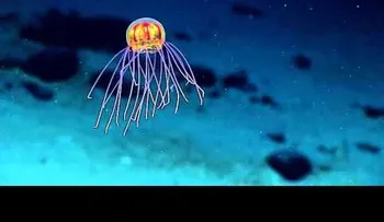 Encuentran una medusa brillante parecida a una criatura extraterrestre