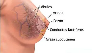 Galactorrea: Causas y factores de riesgo  (VIDEO)