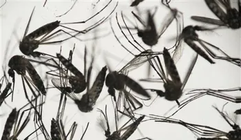 Cuanto más se sabe del zika, más temor inspira