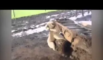 Una chica aterrorizada vuela en su cuatrimoto al ser perseguida por un koalaenloquecido (VIDEO