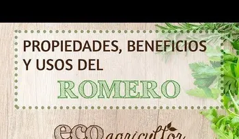 El romero: conoce sus grandes propiedades
