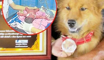 MILAGROSO: Lo tiraron vivo a la basura y este perro le salvó la vida