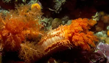Científicos demuestran que este animal marino detiene el cáncer 