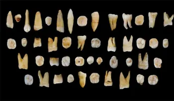 Nuevos fósiles demuestran que el Homo sapiens llegó a Asia hace 100.000 años