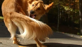 ¿Por qué los perros hacen esas cosas extrañas que te avergüenzan?