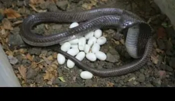 Un colector de serpientes se prepara para una liberación masiva de cobras negras