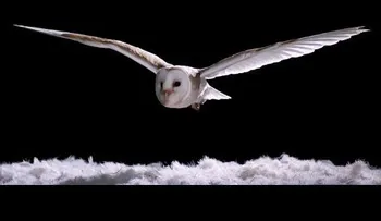 ¿Por qué las lechuzas no hacen ruido al volar?