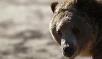Video viral: un oso se divierte rodando por una colina