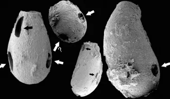  Pequeños vampiros habitaban la Tierra hace 550 millones de años