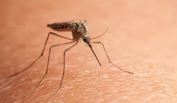 Los mosquitos: El mejor remedio para ahuyentarlo (VIDEO)