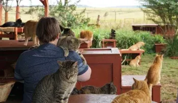 Estos 600 gatos de Hawai tienen mejor vida que tú