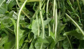 Oh Dios mio!! Doctor descubre planta que mata el cáncer en 12 horas