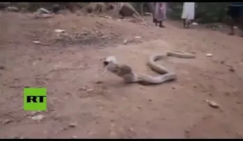 El angustioso video de una cobra vomitando una botella que se tragó por error